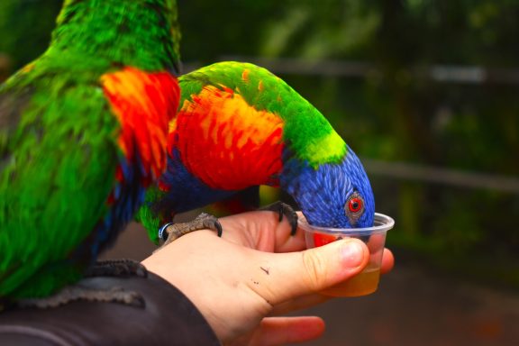 captured at wingham wildlife park with is based in Kent in the uk personal favourite the parakeets captured at wingham wildlife park with is based in Kent in the uk