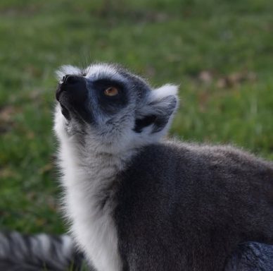 Ring-tailed lemur at Wingham wildlife park Kent! this is a ring-tailed lemur at Wingham wildlife park in Kent