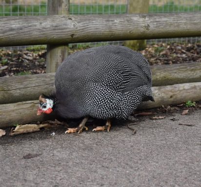 captured at wingham wildlife park with is based in Kent in the uk these guinea fowl were captured at wingham wildlife park with is based in Kent in the uk