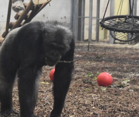 captured at wingham wildlife park with is based in Kent in the uk this lovely animal was captured at wingham wildlife park with is based in Kent in the uk