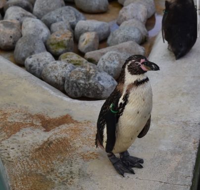 captured at wingham wildlife park with is based in Kent in the uk penguins captured at wingham wildlife park with is based in Kent in the uk