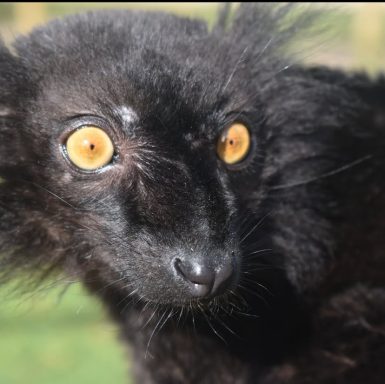 this image was captured at Wingham wildlife park in Kent this is an EU-lemur macaco and he is one of many lemurs at Wingham wildlife park