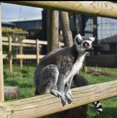 Ring-tailed lemur at Wingham wildlife park Kent! this is a ring-tailed lemur at Wingham wildlife park in Kent